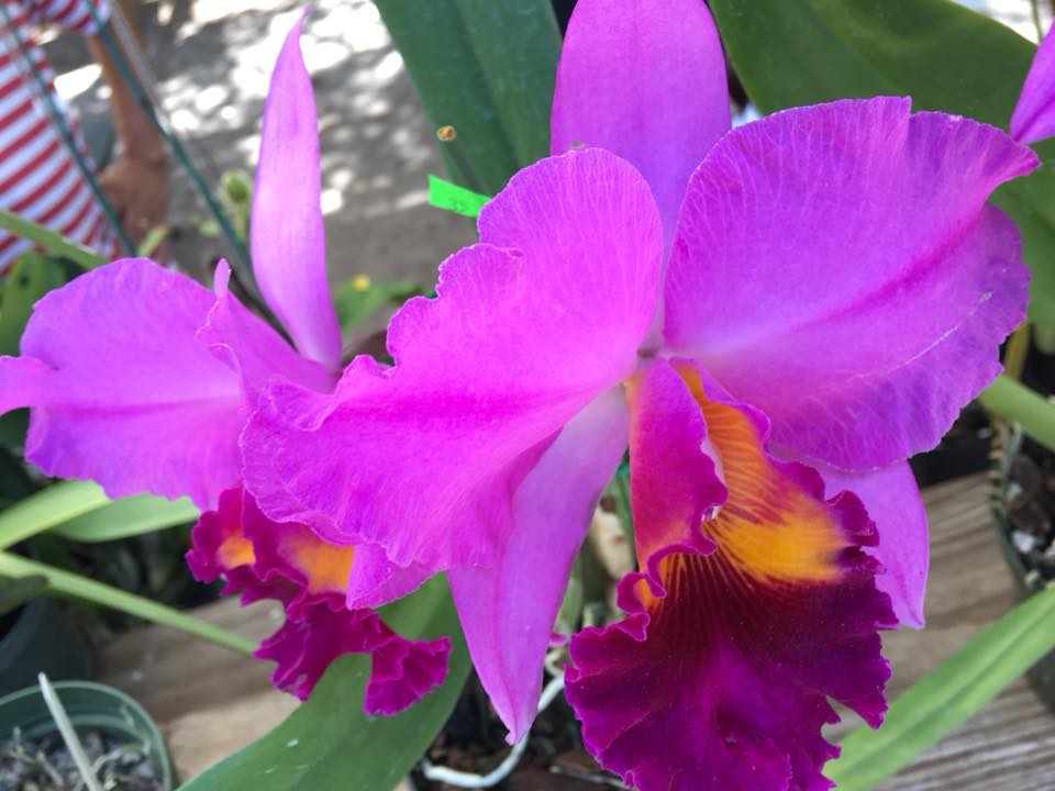 31466907_10211475785191996_2400214929744330752_n