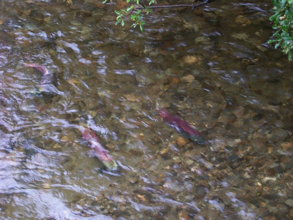 26170478_10210607708010609_8780697777049733229_o