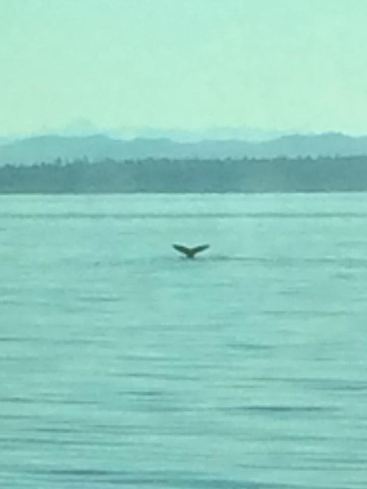 29594965_10211301154706343_8137919213466862044_n