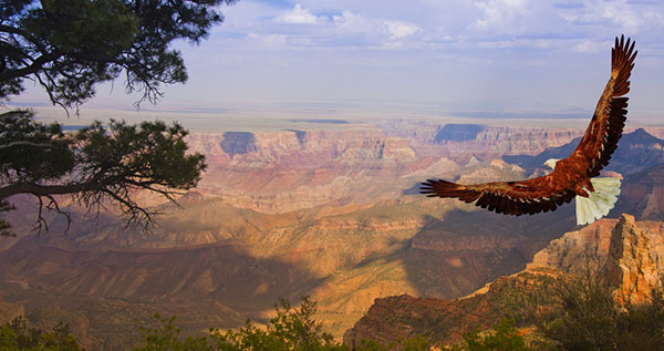 011116-cc-grand-canyon-eagle