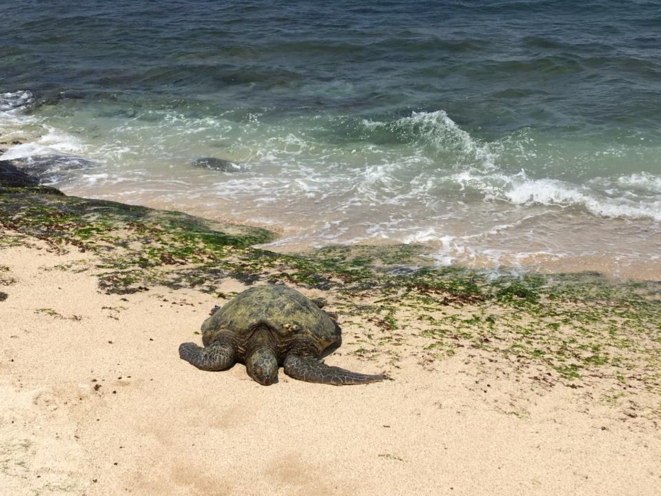 32792436_10211589393752139_5987410635141414912_n