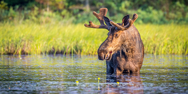Algonguin_Park_Bull_Moose.325.2x1_tcm40-148869