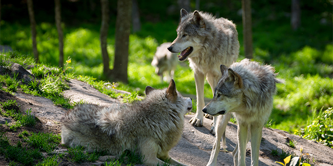 Canadian_Grey_Wolves_Forest.325.2x1_tcm40-148871