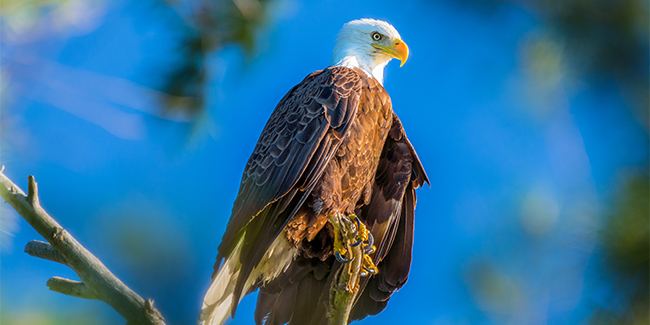 CC_Traverse_City_Bald_Eagle.325.2x1_tcm40-148870