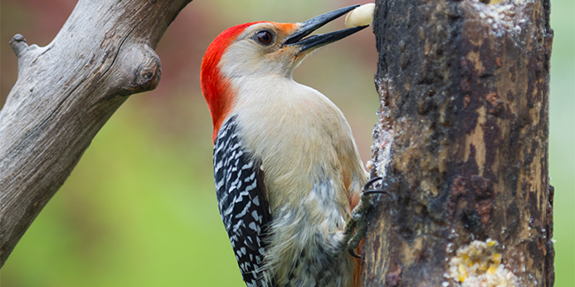 Red-bellied_Woodpecker.325.2x1_tcm40-148875