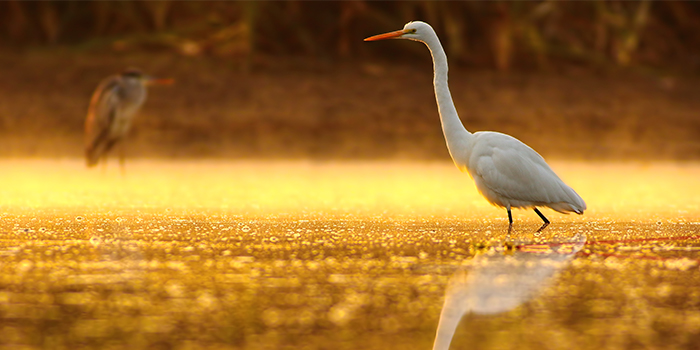 Great_Egret_Morning_700x350_tcm21-155321