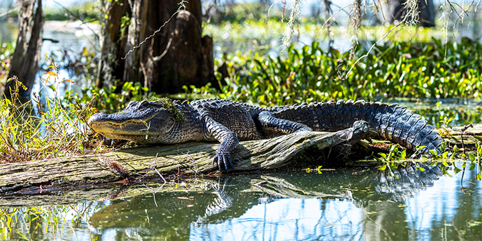 Louisiana_Bayou_Alligator_700x350_tcm21-155308