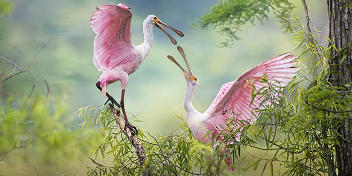 Louisiana_Roseate_Spoonbills_700x350_tcm21-155481