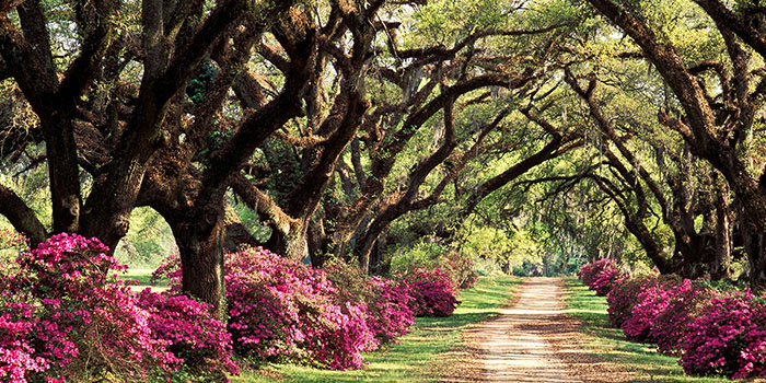 St_Francisville_Oaks_Azaleas_eStock_RM_700x350_tcm21-155476 (1)